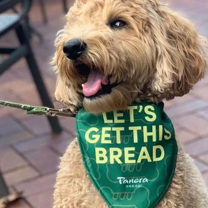 The Eco Friendly Dog Bandanas