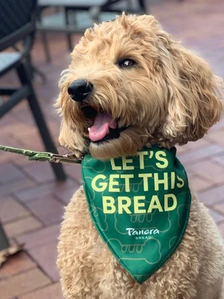 The K9 Kerchief: Customizable Branded Dog Bandanas