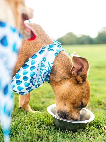 The K9 Kerchief: Customizable Branded Dog Bandanas
