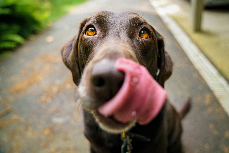 How to Prevent Your Dog from Digging in the Trash