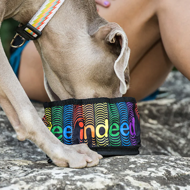 The Eco Friendly Foldable Travel Dog Bowls