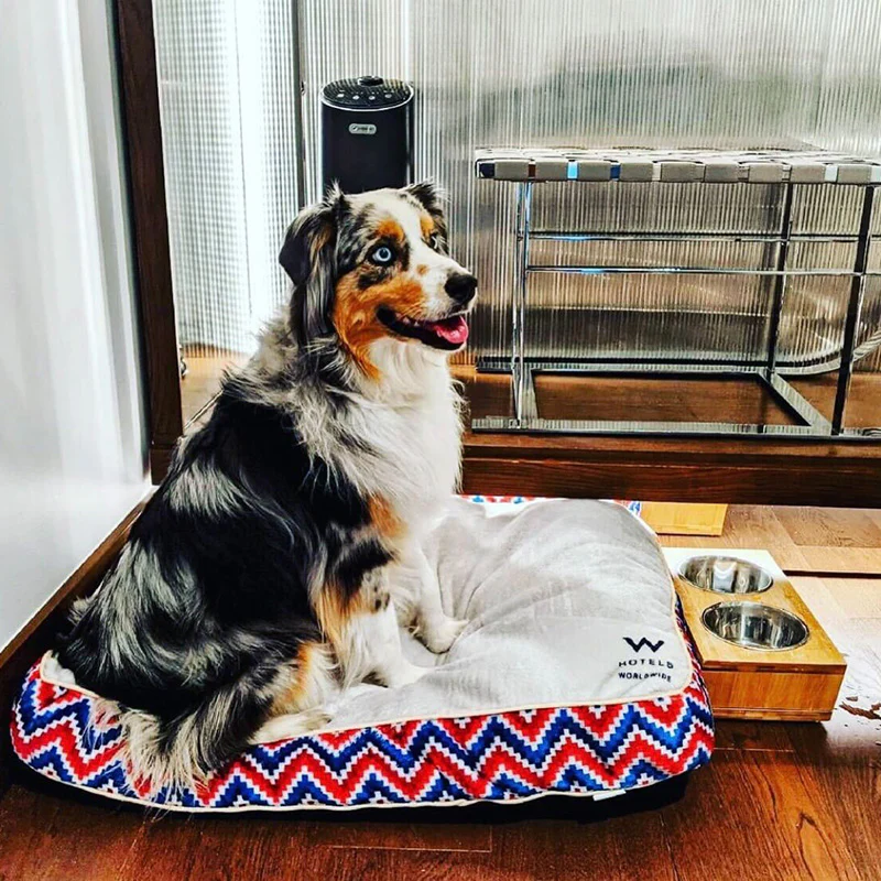 Customizable Dog Beds: Sit. Stay. Snooze.