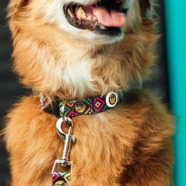 The Eco Friendly Dog Collar